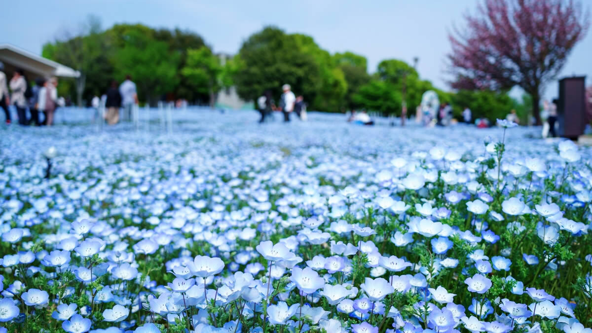 舎人公園ネモフィラと百花の花景色