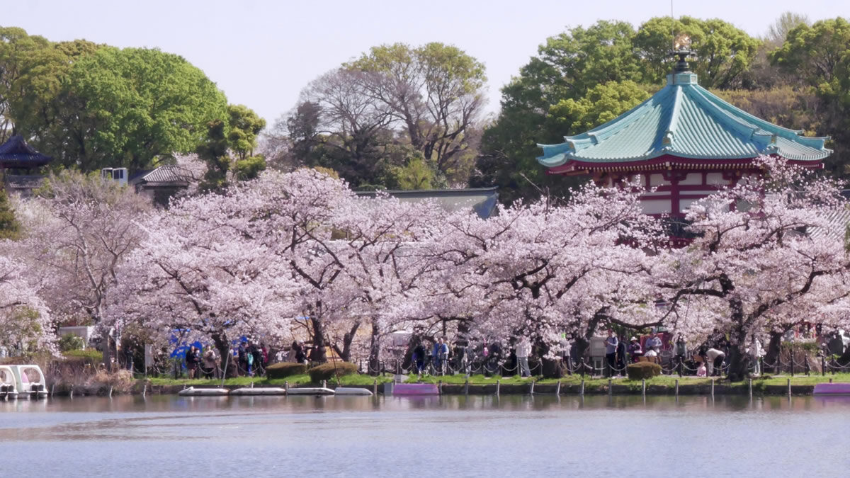 うえの桜フェスタ